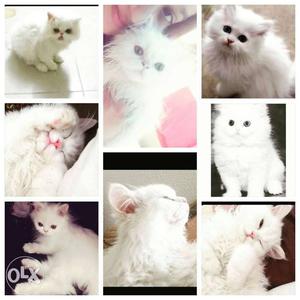 White Persian Cat Toilet trained