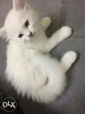White Short Fur Kitten