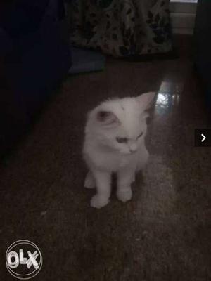 White persain cat doll face