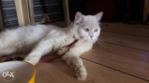 White persian Cat In Bengaluru