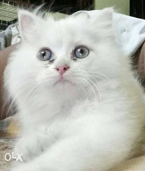 White persian kitten for sale...