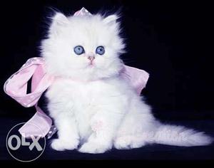 White persion cat available for sell in low price with