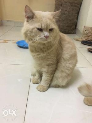 15 months old male persian cat