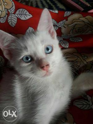 2 month old white male kitten with blue eyes