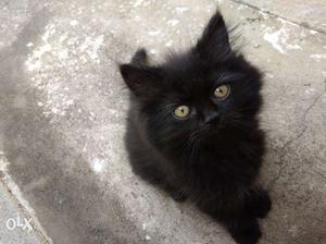 2Black flat Persian cats, not a fixed price...