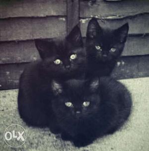 3 Black Cat {1 male and 2 female}