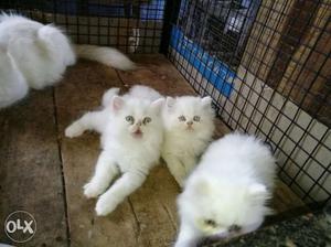3 month old 2 male and 1 female semi punch persian kittens