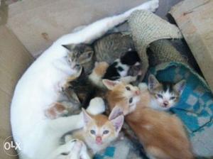 30 day old kittens...available...