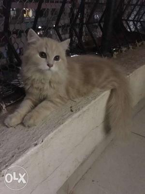 3month old female persian cat
