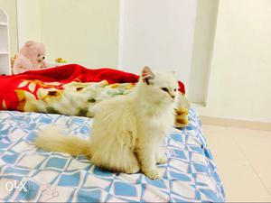 5 month white persion cat(male)