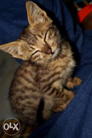 A cute little kitten (NEGOTIABLE) That's a