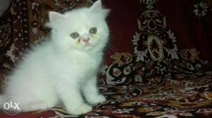 Awesome healthy and pure quality Persian kittens