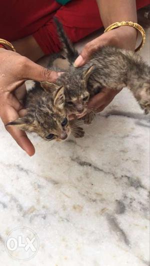 Baby cat was sale each one 200 rs