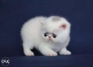 Beautiful So Nice Persian Kittens & Cats For Sale in delhi