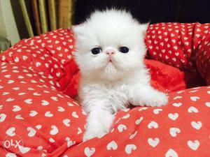 Beautiful So Nice Persian Kittens & Cats For Sale in kolkata