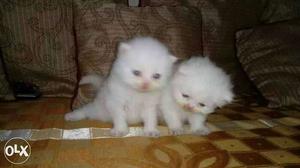 Best quality punch face Persian kitten available.