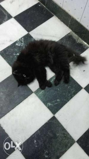 Black Long Haired Kitten