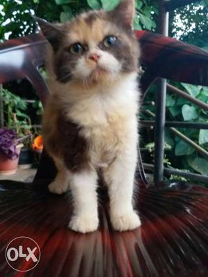Calico Persian 2 months female cat