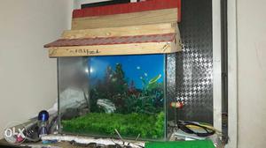 Empty fish tank with upper life