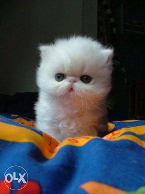 Healthy active very friendly persian kitten CASH ON DELIVERY