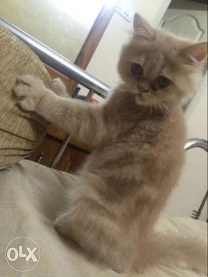 Healthy male Persian kitten..Name:Zuh..Age 3 half months