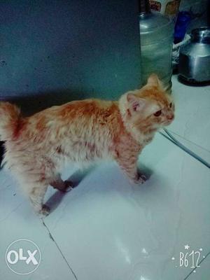 I want sell my Persian cat male good condition