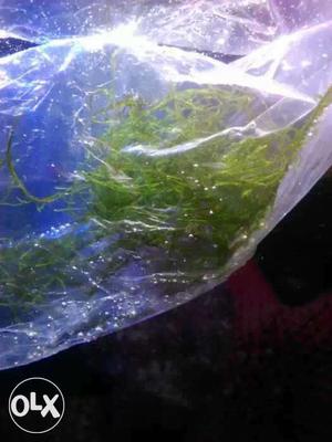 Java moss available