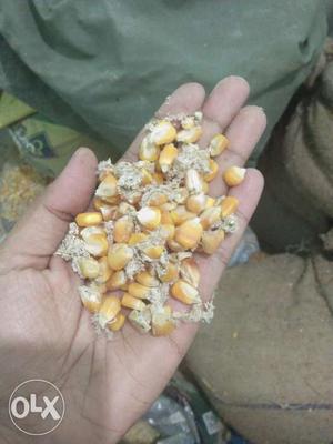 Maize grinded 1quntal and whole maize seeds