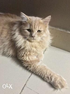 Male persian cat for sale