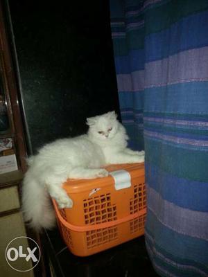 My persian female cat i want to sell it