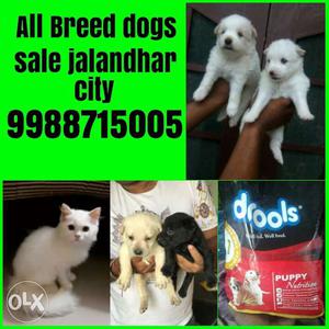 OO5 All importd show quality dog food available in