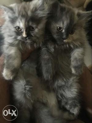 Orginall persian kittens for sale