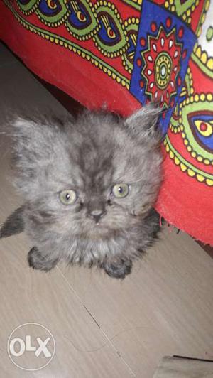 Persian Cat 1 year old and 2 male and 2 female