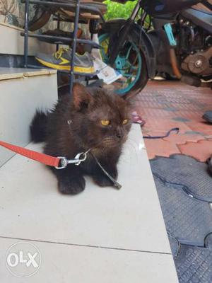 Persian Cat, Age-1.5, black with gold shades