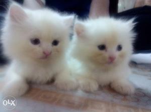 Persian Cats Pair