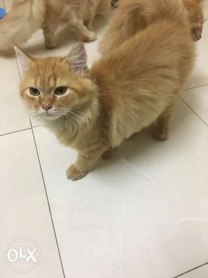 Persian cat 3 month old semin punch