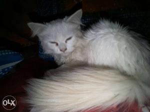 Persian cat 4 months old toilet trained need to
