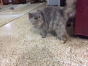 Persian cat female semi punch