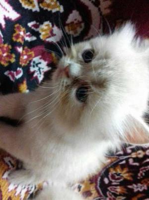 Persian cat for sell in brown Its female Semi