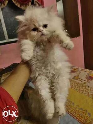 Persian cat kittens available