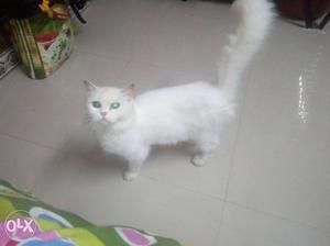 Persian cat sell in Mumbai female 2 year