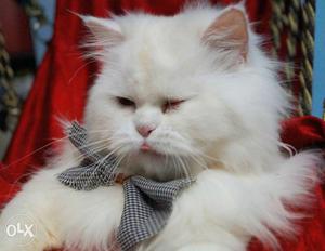 Persian cats kittens available *411