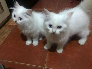Persian doll face white female kittens for sale at