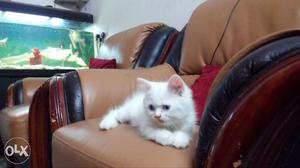 Persian kittens available for sale.. for More