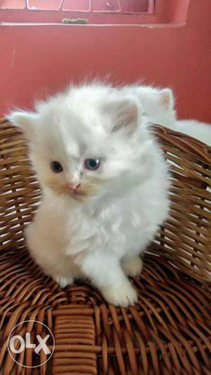 Persian lovely cat in blue eyes