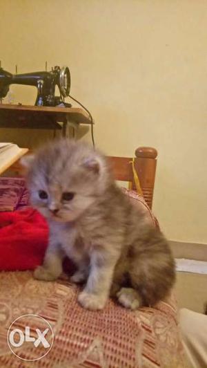 Persion kitten,