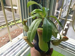 Pitcher plant is a carnivorous plants which
