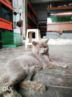 Pure grey persian cat male 1.5 year old