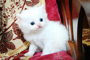 Pure persian breed available male female of