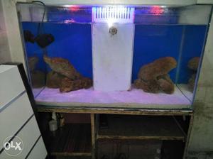 Rectangular Fish Tank With Brown Wooden Stand